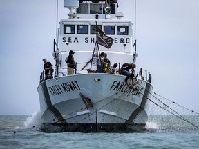 FILE - In this March 25, 2018 file photo released by the Sea Shepherd organization, crew members aboard the Farley Mowat pull in an illegal net used for fishing totoaba in the Gulf of California, Mexico. The environmentalist group Sea Shepherd said Thursday, March 14, 2019 that it found the badly decomposed body of what appeared to be a vaquita porpoise, one of perhaps only 10 that remain in the world.