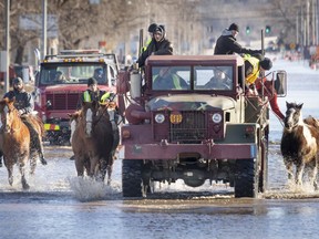 Horses that were being boarded in Inglewood, Neb., are moved through floodwaters to higher ground in Fremont Neb., Friday, March 15, 2019. The flooding followed days of snow and rain -- record-setting, in some places -- that swept through the West and Midwest.