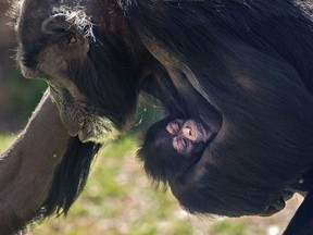 This photo provided by the North Carolina Zoo shows a newborn chimpanzee with its mother, Gerre, a few hours after its birth at the facility in Asheboro, N.C., Monday, March 18, 2019.