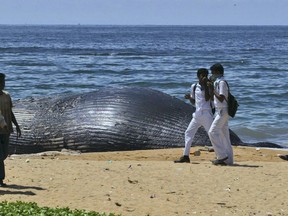 FILE - In this Nov. 6, 2007, file photo, people walk past the dead body of a whale in Colombo, Sri Lanka. In Sri Lanka, an unusual alliance has been forged: conservationists and shipping companies have aligned in a bid to move one of the world's busiest shipping lanes, to save the blue whales often spotted feeding there.
