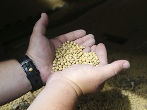 FILE - In this July 18, 2018 file photo, a farmer holds soybeans from the previous season's crop at his farm in southern Minnesota. Most soy grown in the U.S. are conventional, herbicide-tolerant GMOs. Though regulators say GMOs are safe, health and environmental worries have persisted and companies will soon have to disclose when products have "bioengineered" ingredients.