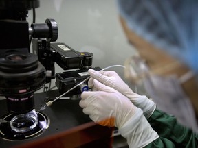 FILE - In this Oct. 9, 2018 file photo, a researcher installs a fine glass pipette into a microscope in preparation for injecting embryos with Cas9 protein and PCSK9 sgRNA at a lab in Shenzhen in southern China's Guandong province. On Tuesday, March 19, 2019, an expert committee convened by the World Health Organization is calling for the U.N. health agency to create a global registry of scientists working on gene editing.