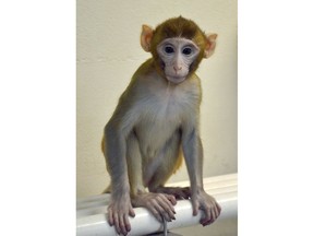 This undated photo provided by the Oregon Health and Science University in March 2019 shows a monkey named Grady, born from an experimental technology that aims to help young boys undergoing cancer treatment preserve their future fertility. Scientists froze testicular tissue from a monkey that had not yet reached puberty, and later thawed it to produce sperm used for Grady's conception. (OHSU via AP)