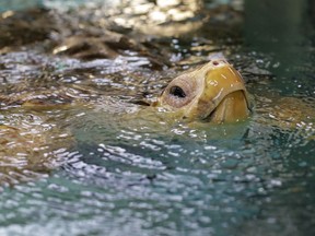 In this Tuesday, March 12, 2019 photo, a loggerhead turtle swims in a tank at a marine animal rehabilitation center near Boston. Warmer waters in New England are proving attractive to sea turtles, but with a catch. Many are swimming north only to be trapped by cooling waters.