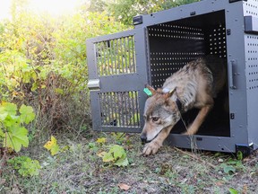 FILE - In this Sept. 26, 2018, file photo, provided by the National Park Service, a 4-year-old female gray wolf emerges from her cage as it released at Isle Royale National Park in Michigan. U.S. wildlife officials plan to lift protections for gray wolves across the Lower 48 states, a move certain to re-ignite the legal battle over a predator that's rebounding in some regions and running into conflicts with farmers and ranchers, an official told The Associated Press. (National Park Service via AP, File)