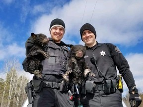 In this Friday, March 22, 2019 photo provided by the Ashland County Sheriff's Office, Ashland County sheriff's deputies Dylan Wegner, left, and Zach Pierce hold up two bear cubs they rescued from a flooded culvert on near the Bad River Indian Reservation near Ashland, Wis. The deputies said they decided to risk angering the mother because the cubs were soaked and cold and crying out. They put the baby bears in their squad car to warm and they were eventually placed in an open area for their mother to gather up.  (Karl Williams/Ashland County Sheriff's Office via AP)