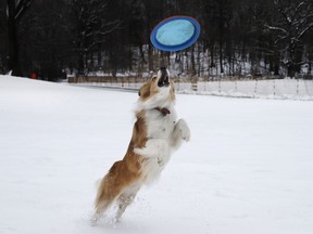 A dog named Jelly leaps for a frisbee while playing in Brooklyn's Prospect Park, Monday, March 4, 2019, in New York. An overnight storm dropped several inches of snow in the New York metro region.