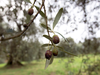 Damaged olives hang in a grove in Nerola, Italy in 2014.