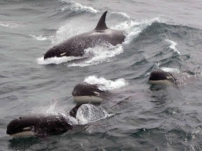In a photo provided by Jean-Pierre Sylvestre, Type D orcas prefer somewhat warmer waters of the sub-Antarctic over colder waters farther south. Scientists with the National Oceanic and Atmospheric Administration have collected skin and blubber samples from the orcas to determine if they are a separate species of killer whale, or if their distinct markings are a genetic abnormality.