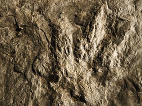 In this Feb. 28, 2019 photo, a fossilized dinosaur footprint is shown on a paving stone at the Valley Forge National Historical Park in Valley Forge, Pa. A volunteer at the park outside Philadelphia recently discovered dozens of fossilized dinosaur footprints on flat rocks used to pave a section of hiking trail.