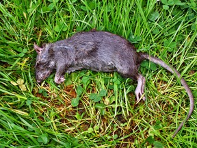 Criminals have been using dead rats to smuggle in contraband such as 'zombie spice' drugs and mobile phones to access the prison black market, authorities say.