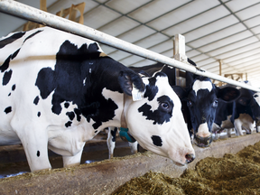 Holstein dairy cows are seen in their barn after being milked at a farm in Caledon, Ontario.