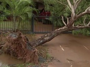 In this image made off video,  a tree is uprooted in Port Hedland, Western Australia, Monday, March 25, 2019. Slow-moving Cyclone Veronica that lashed northwest Australia was weakening on Monday. (The Australian Broadcasting Corp via AP)