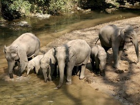 FILE - In this Jan. 26, 2008, file photo released by China's Xinhua news agency, a group of wild elephants is seen in the "Wild Elephant Valley" in the Dai Autonomous Prefecture of Xishuangbanna, southwest China's Yunnan Province. China plans to grow crops specifically for wild elephants to graze on in an effort to spare the livelihoods of local farmers. The southwestern province of Yunnan will set up the special farm in a habitat area in Menghai county where 18 of the animals frequently raid the crops of farmers from villages in the area. Wild Asian elephants are a protected species in China, and conservation efforts have allowed their numbers in the country to rise to about 300.