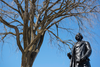 A 100-year-old elm tree slated for removal, next to the statue of Sir John A. Macdonald at Centre Block on Parliament Hill.