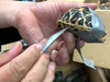 A duct tape is unraveled off a turtle as authorities free up to 1,500 exotic turtles found smuggled in bags at a Manila airport