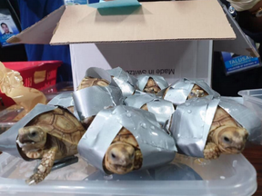 Turtles, found wrapped in duct tape, were discovered by authorities at an airport in Manila.