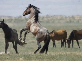 FILE - In this July 18, 2018, file photo, a wild horse jumps among others near Salt Lake City. The U.S. government is seeking new pastures for thousands of wild horses that have overpopulated Western ranges. Landowners interested in hosting large numbers of rounded-up wild horses on their property can now apply with the U.S. Bureau of Land Management.