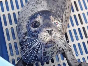 A young harbour seal, shown in a handout photo, shot in the face and seriously injured by birdshot, is now in treatment at the Vancouver Aquarium Marine Mammal Rescue Centre. THE CANADIAN PRESS/HO-Vancouver Aquarium Marine Mammal Rescue Centre MANDATORY CREDIT