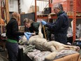 Workers inspect a wolf after capturing it on Michipicoten Island, Ont. in this undated handout photo.
