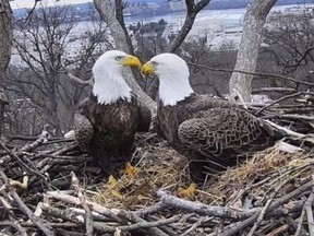 This March 4, 2019, image from video provided by Earth Conservation Corps Eagle Cam, shows Bald Eagles Liberty and Justice on their nest in Washington. It's a tale containing seemingly everything you'd need for a proper soap opera: star-crossed lovers, a stable relationship threatened by younger suitors, pregnancy and loss, and a hungry raccoon. Washingtonians, along with a global community of eagle-watchers, have been transfixed this winter by the tale of Liberty and Justice, a pair of bald eagles who have nested and raised eaglets together for 14 years on the grounds of Washington's police academy (Earth Conservation Corps via AP)