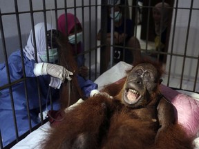 CAPTION CORRECTS TYPE OF SURGERY - In this photo taken on Sunday, March 17, 2019, veterinarians and volunteers of Sumatra Orangutan Conservation Programme (SOCP) tend to a female orangutan they named 'Hope' after conducting a surgery for infections in some parts of the body and to fix broken bones, at SOCP facility in Sibolangit, North Sumatra, Indonesia. A veterinarian says the endangered orangutan that had a young baby has gone blind after being shot at least 74 times, including six in the eyes, with air gun. The baby orangutan died from malnutrition last Friday as rescuers rushed the two to the facility.