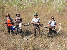 This handout photograph, obtained April 7, 2019 courtesy of the Big Cypress National Preserve, shows a team of hunters with the Big Cypress National Preserve holding a female python.