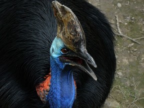 A large, flightless and highly dangerous bird called a cassowary, like the one in this file photo, killed its owner in Florida Friday.