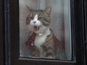 A cat named 'James' wearing a collar and tie on Feb. 6, 2018 looks out of the window of the Ecuadorian Embassy where WikiLeaks founder Julian Assange had stayed.