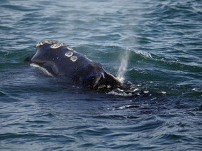 FILE - In this March 28, 2018 file photo, a North Atlantic right whale feeds on the surface of Cape Cod bay off the coast of Plymouth, Mass. A group organized by the federal government is expected to release recommendations about how to better protect a vanishing species of whale in the Atlantic Ocean. The National Oceanic and Atmospheric Administration created the Atlantic Large Whale Take Reduction Team to help reduce the injuries and deaths the North Atlantic right whales suffer due to entanglement in fishing gear. The group's recommendations are expected on Friday.