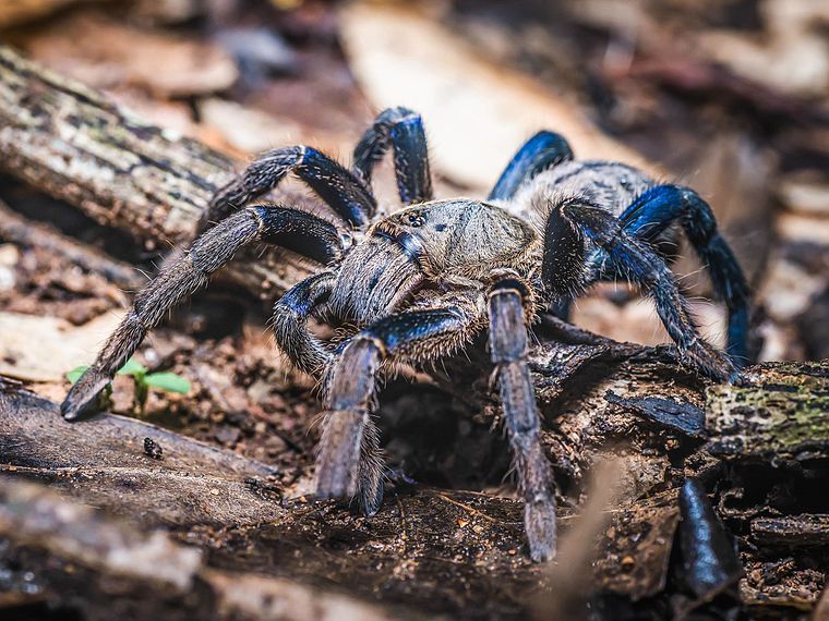 This amazing blue tarantula is a new spider species—but did researchers  break the law when they studied it?, Science