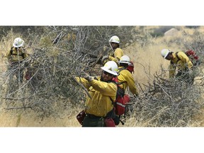 FILE - In this Monday, Aug. 22, 2016, file photo, workers cut brush off Highway 155, west of Wofford Heights, Calif., as part of fuel reduction for the Cedar Fire. The same powerful desert gusts that attract wind surfers to Kern County's Lake Isabella make the lakeside community of Wofford Heights particularly at risk for wildfire. So does the adjacent Sequoia National Forest, which has been plagued by drought and tree-killing beetles.