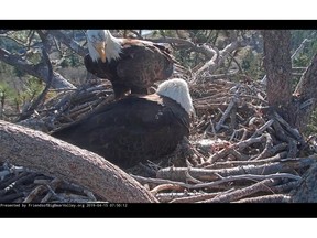In this remote camera image provided by Friends of Big Bear Valley from Big Bear Eagle Nest Cam, shows bald eagles caring for a hatched eagle on Monday April 15, 2019,in the San Bernardino National Forest, Calif. One of two bald eagle eggs laid last month in Southern California has hatched in a nest watched by nature lovers via an online live feed .The U.S. Forest Service tweeted that the chick poked its head out of the shell Sunday near Big Bear Lake. The first egg arrived March 6, followed by the second one a few days later. Officials say the mother and a male companion share incubation duties. (Friends of Big Bear Valley via AP)