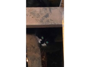 A cat is seen in a sinkhole beside an Edmonton house in this handout photo. Firefighters built them a ladder and a homeowner has tried luring them out with Easter ham and sardines, but so far two cats remain deep in a sinkhole beside an Edmonton house. Rebecca Hung says she spotted the hole beside her foundation Friday morning when she returned from a vacation that lasted several weeks.