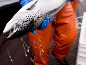 An Atlantic salmon is seen during a Department of Fisheries and Oceans fish health audit at the Okisollo fish farm near Campbell River, B.C. Wednesday, Oct. 31, 2018. A subsidiary of Japan's giant Mitsubushi Corporation has ambitious plans to build salmon farms in Nova Scotia.