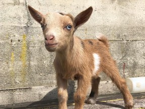 A 12-day-old male goat, seen in this undated handout photo, that the owners of Yellow Point Farms in Ladysmith, B.C., believe was stolen after a snuggle event on Saturday.