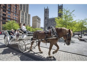 A horse-drawn carriage rides past the Notre Dame cathedral in Old Montreal Wednesday, May 18, 2016 in Montreal. The City of Montreal is announcing a program to help ensure the city's caleche horses are sent for adoption after the horse-drawn carriage industry is terminated at the end of this year.THE CANADIAN PRESS/Paul Chiasson