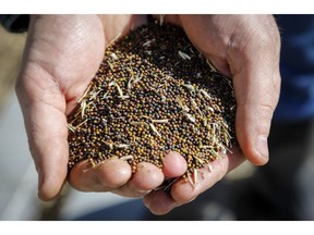 Canola grower David Reid checks on his storage bins full of last year's crop of canola seed on his farm near Cremona, Alta., on March 22, 2019.