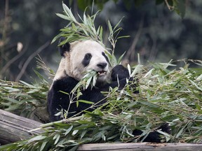 Panda Er Shun eats bamboo at the Panda House at the Chongqing Zoo in Chongqing, China on February 11, 2012. Officials at the Calgary Zoo say they've moved ahead with the process to add more pandas to the facility's population, announcing that Er Shun was artificially inseminated on Tuesday.