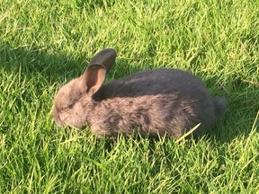 A wild rabbit grazes in Nanaimo, B.C., on February 2, 2018. A rare disease that kills rabbits appears to have returned to parts of Vancouver Island. British Columbia's Forests Ministry issued a warning advising pet owners to take precautions with their rabbits after tests confirmed four feral rabbits in the Parksville area died from a highly infectious virus.