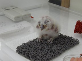A young Northern Spotted Owl chick is seen in this undated handout photo. It takes fake eggs, sterile incubators, some trickery and years of trial and error to breed Canada's almost extinct northern spotted owl in captivity. Researchers at British Columbia's Northern Spotted Owl Breeding Program centre in Langley say their fingers are crossed this spring as they delicately tend to at least one fertile egg, due to hatch within days.