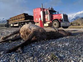 Several elk were found dead along the Trans-Canada Highway through Canmore, Alta. on Sunday, April 29, 2019. It has renewed calls for wildlife fencing through the mountain town. THE CANADIAN PRESS/HO-Kelly Zenkewich/Yellowstone to Yukon Conservation Initiative MANDATORY CREDIT