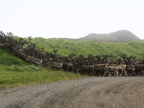 This undated photo shows reindeer traveling on Saint George Island near the village of Saint George, Alaska. A minister on another Alaska island is leading an effort to help the impoverished Native village create a new economy with the plentiful supply of reindeer that roam its island home.