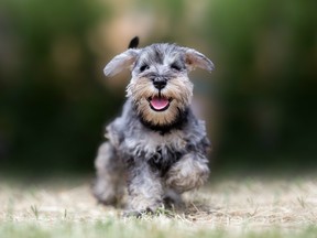 A miniature schnauzer. Not THE miniature schnauzer from the story.