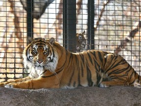 Topeka Zoo director Brendan Wiley says the zookeeper was awake and alert when she was taken by ambulance to a hospital. Wiley said he did not know the extent of her injuries. The zookeeper's name has not been released.  (The Topeka Capital-Journal via AP)