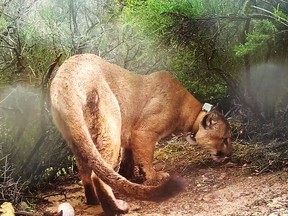 This Feb. 15, 2019, photo from video provided by the National Park Service shows a mountain lion known as P-47 in the Santa Monica Mountains National Recreation Area west of Los Angeles. P-47 had no visible wounds when it was found dead March 21, 2019, but authorities say he had rat poison in his system. It's unclear if that caused the death. Researchers say P-47 may have eaten a squirrel or other animal that ingested the poison, or snacked on a coyote or other predator that ate tainted prey. (National Park Service via AP)