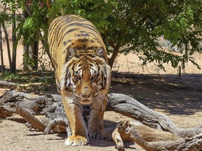 This April 19, 2019 photo from Keepers of the Wild shows Bowie, a Bengal tiger in his compound at the nonprofit animal rescue facility near the town of Valentine in northwestern Arizona. Keepers of the Wild said Wednesday, April 24, 2019 on Facebook that founder Jonathan Kraft was working to protect animals from heavy rain, lightning and hail during a Monday storm when Bowie the tiger pushed a gate and attacked. Kraft took the blame for what he called an "accident" and said "these situations occur when there is human error." Kraft was taken to a hospital with two broken bones and other wounds.