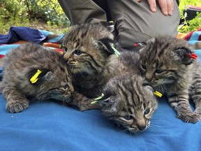 This Aptil 9, 2019 photo provided by the National Park Service shows four kittens born to a young bobcat captured, collared and released a day before a massive, deadly wildfire, in a large residential backyard in Thousand Oaks, Calif. Authorities at the Santa Monica Mountains National Recreation Area said Friday, April 19, 2019 that biologists recently found the bobcat's den in dense vegetation.