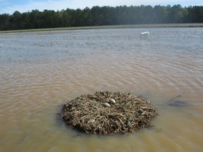 In this March 6, 2018, photo provided by the Louisiana Department of Wildlife and Fisheries, a data logger egg is seen at left and a real whooping crane egg at right, in Allen Parish, La. State wildlife biologists swap egg-shaped data loggers for one of the two eggs that many cranes lay. The real eggs come to Audubon Nature Institute, where they're incubated until they're nearly ready to hatch. Then biologists return the real eggs to their home nests and take back the fakes, which give up their data through an infrared connection. The Spy eggs may help Louisiana biologists learn why some whooping crane chicks die in the egg, while others hatch.