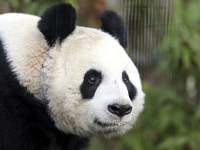 FILE - In this Monday, Dec 16, 2013 file photo, giant panda Tian Tian explores her enclosure at Edinburgh Zoo in Edinburgh, Scotland. Britain's only female giant panda has been artificially inseminated in a bid to produce a cub. Officials at Edinburgh Zoo in Scotland said Monday April 1, 2019 it is "far too early" to know if the procedure was a success.